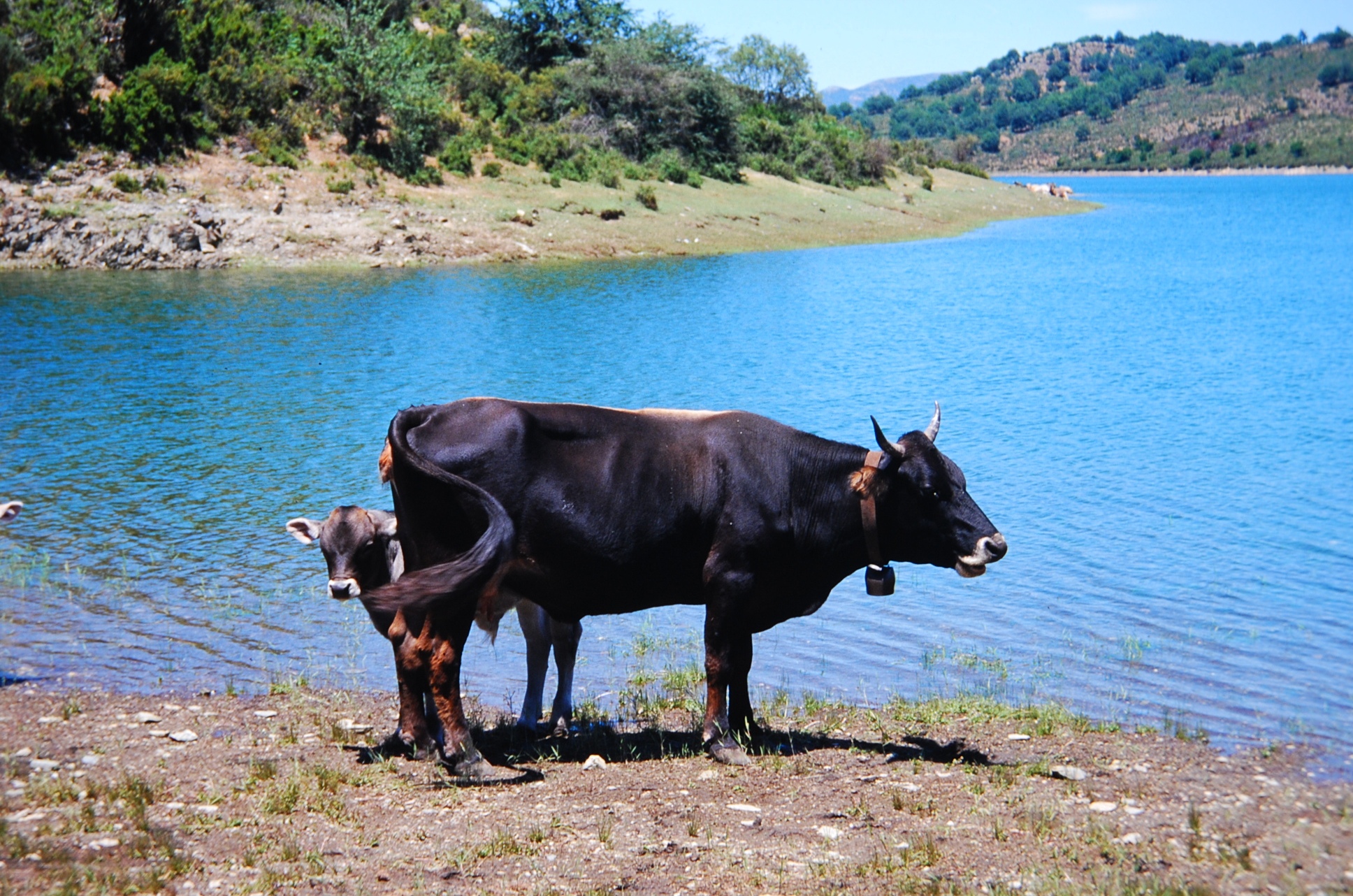 2001_Sardinien 037.JPG