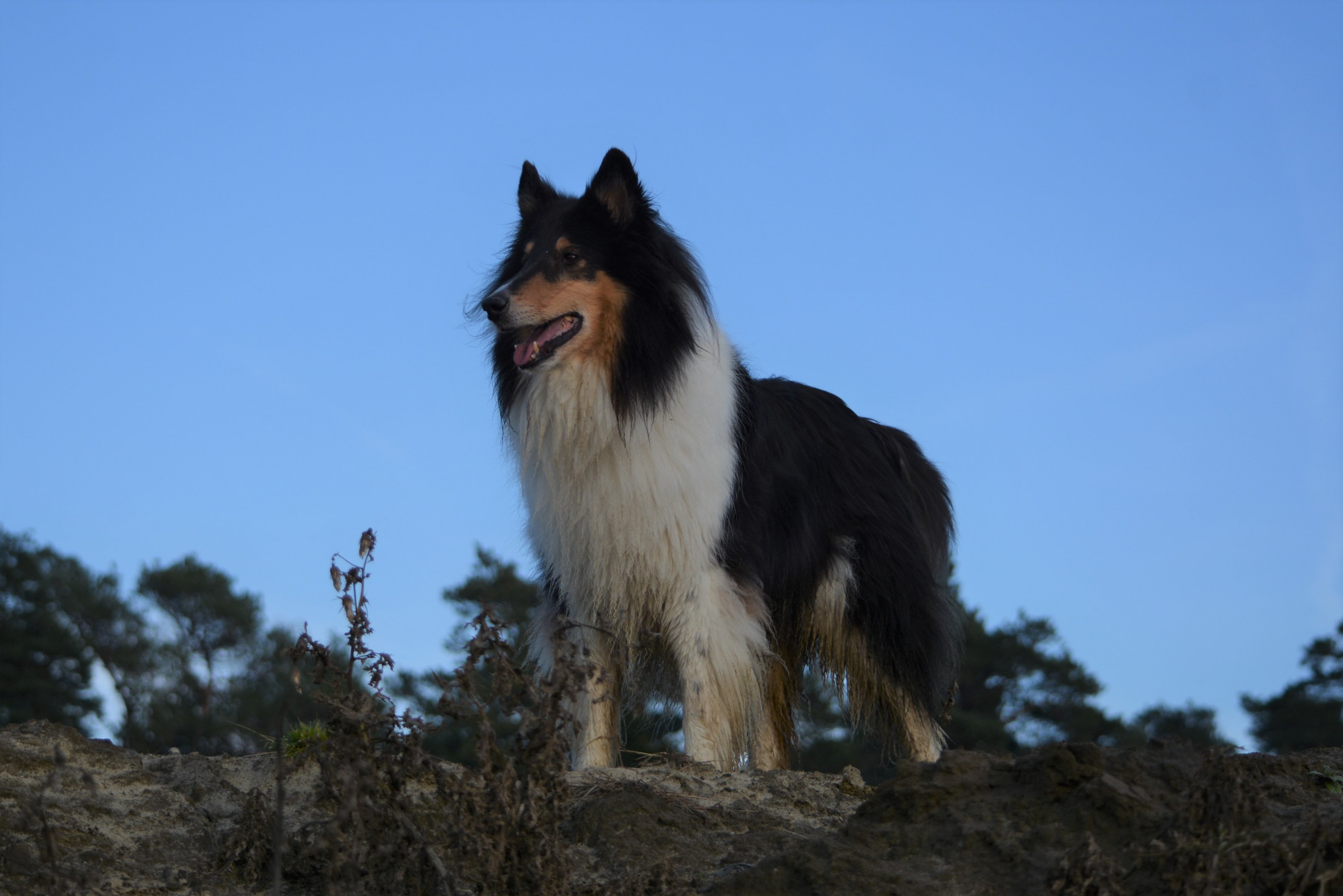 2019_11_24 Colliewanderung Haddorfer Seen (159).JPG