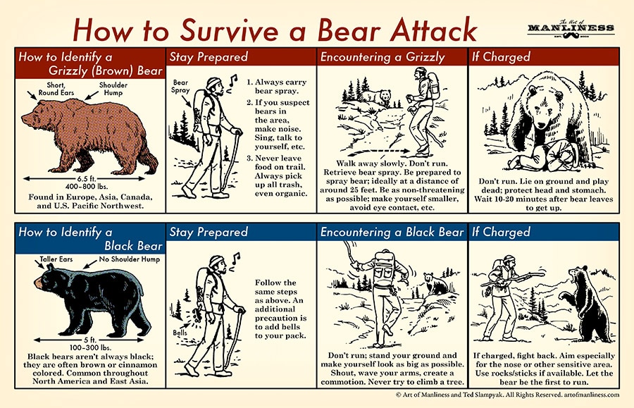 ___Bear-Attack-2.jpg