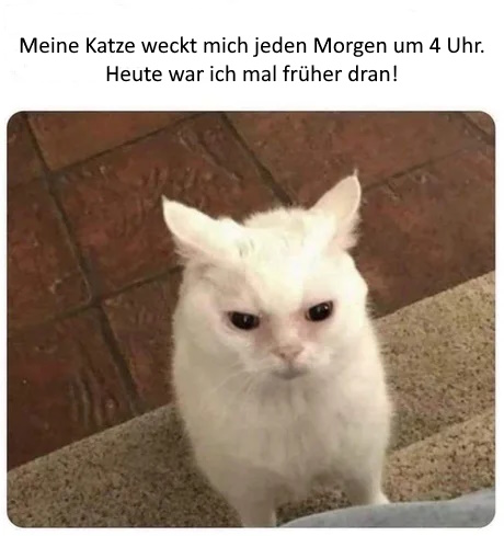 Aufgeweckte Katze.jpg