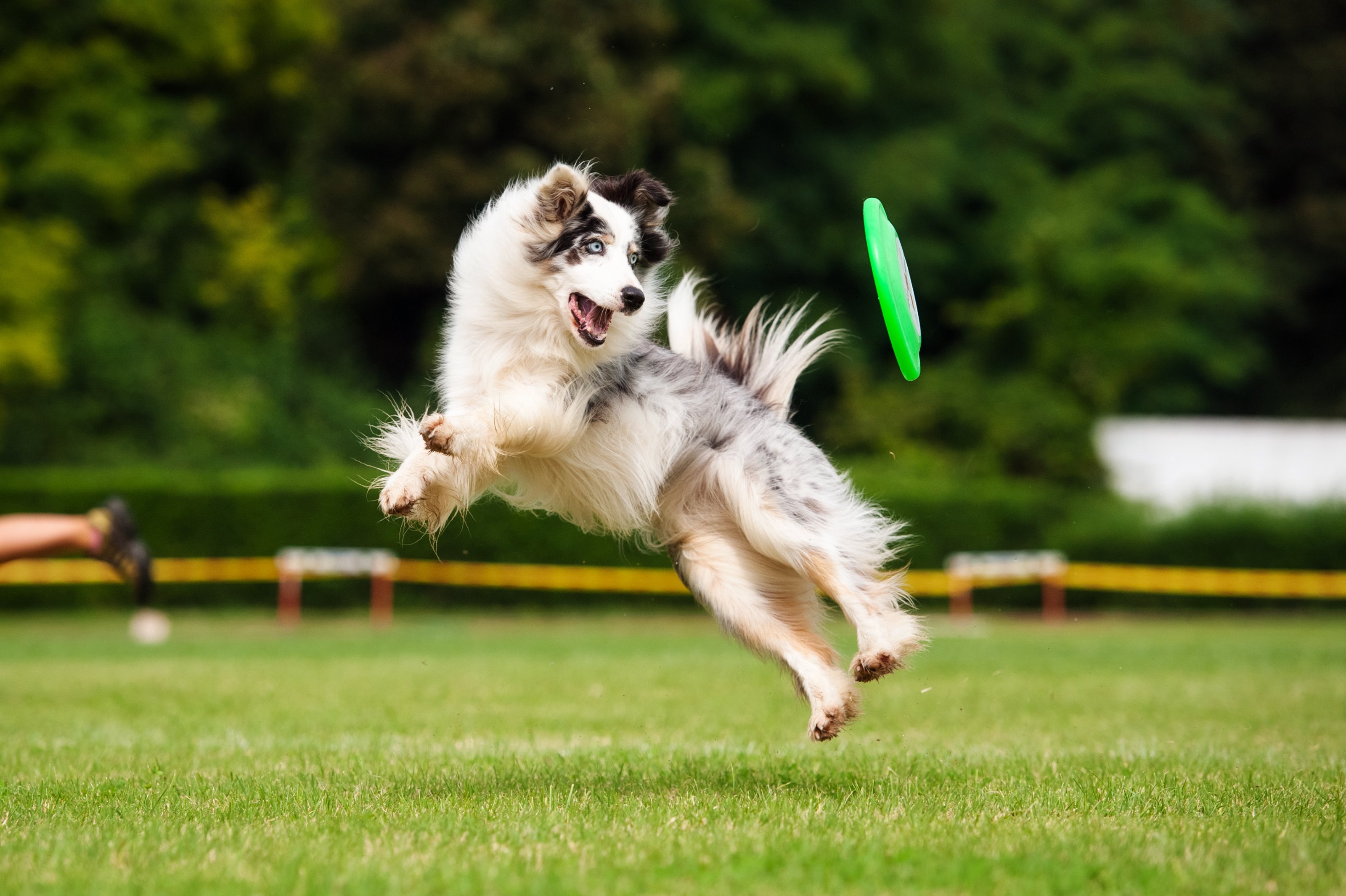 australian-shepherd-frisbee.jpeg