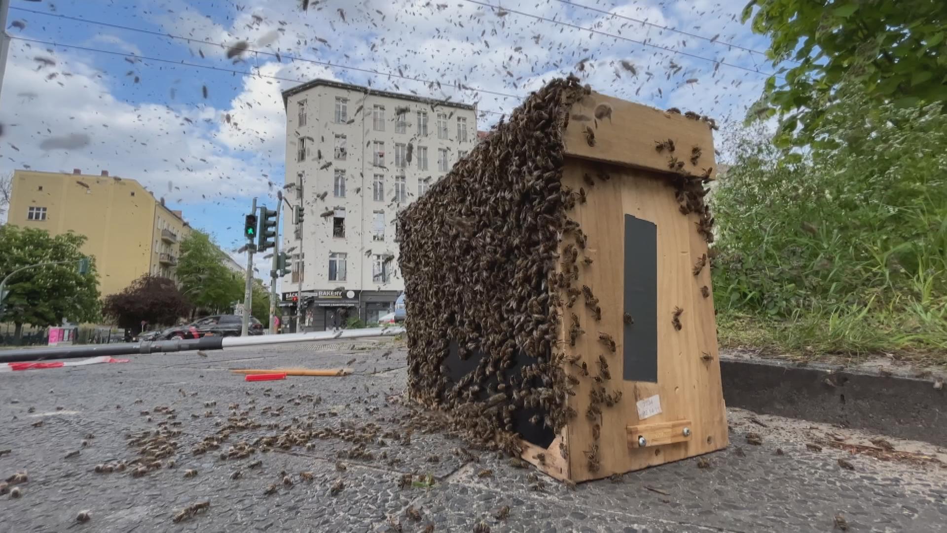 berlin-bienenschwarm-kreuzung-bienenfaenger-102~1920x1080.jpg