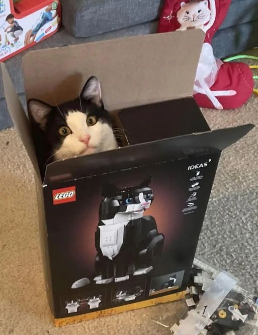 catbox3.jpg