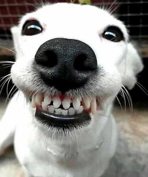 Doggy-Teeth.jpg