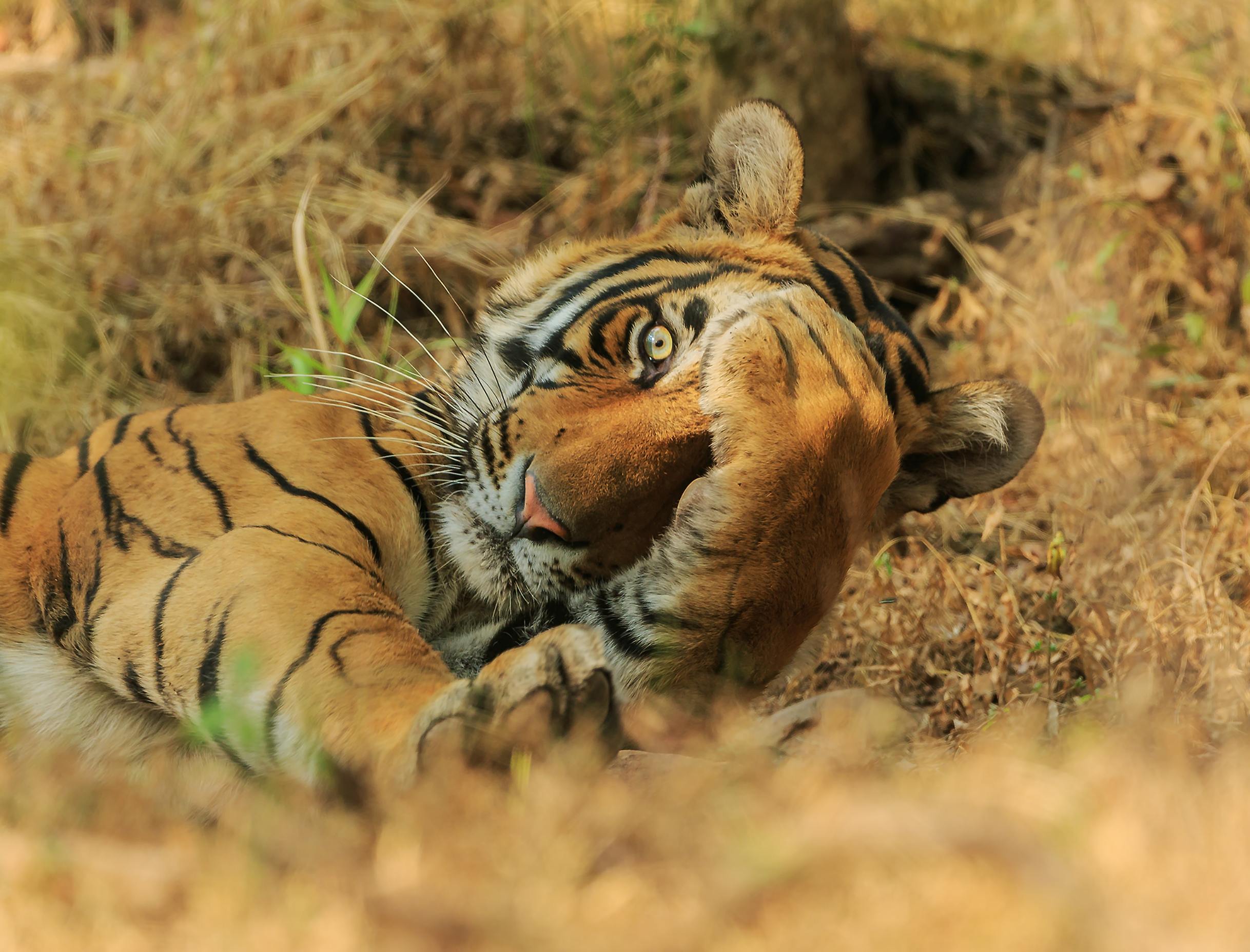 facepalm_tiger.jpg