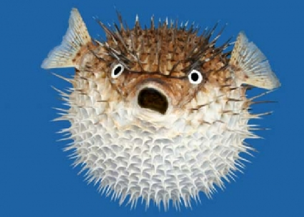 Fugu.jpg