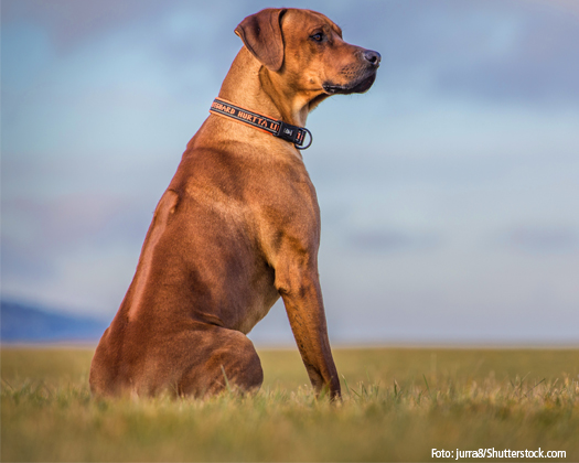 Hunderassen_ridgeback_1-zooundco-525x420px.jpg