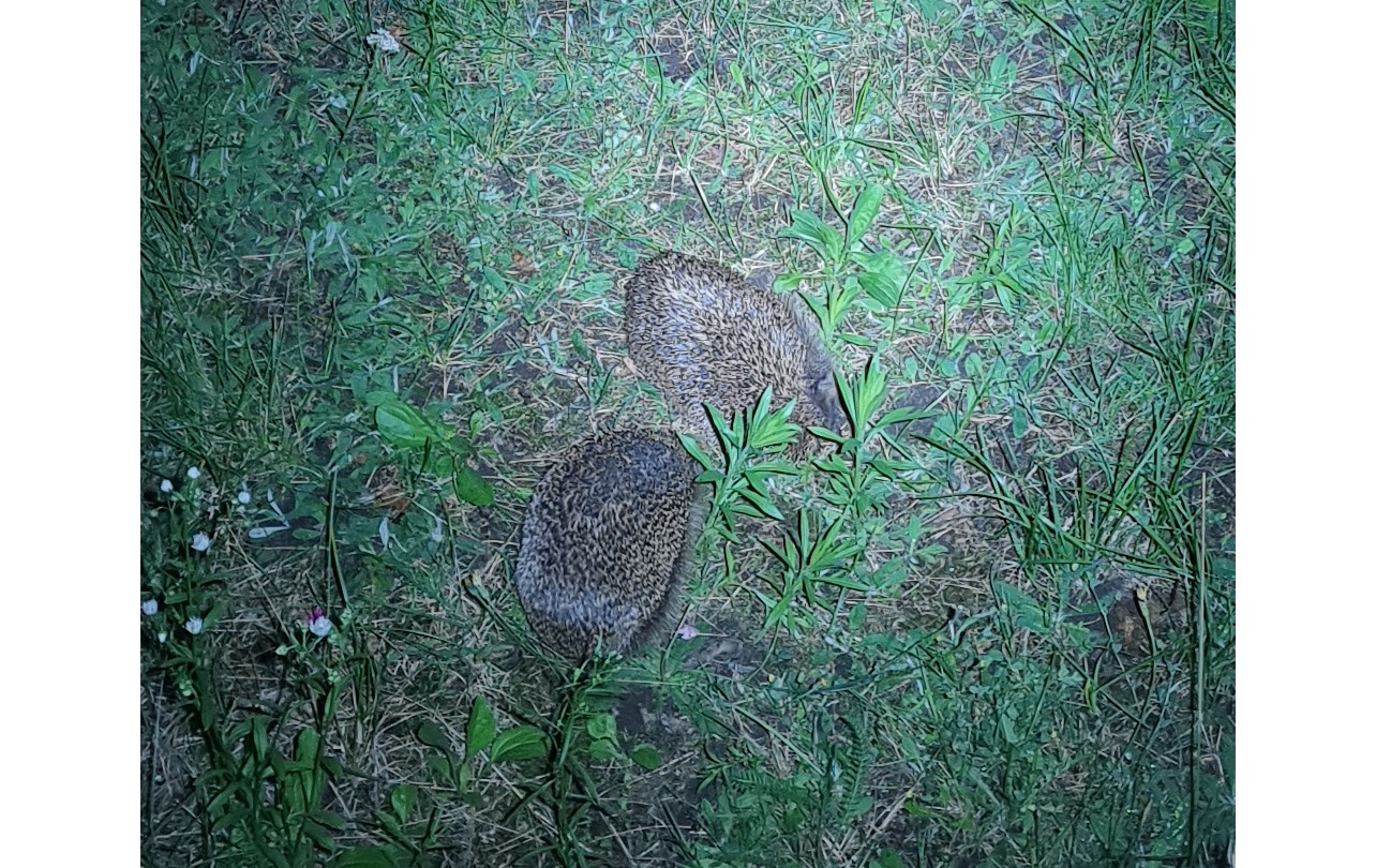 Igel_im_Garten_20210714.jpg