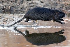 jump-fliegende-nutria-3a19ccd7-2c5b-446d-8f5f-0346ccba31b4.jpg