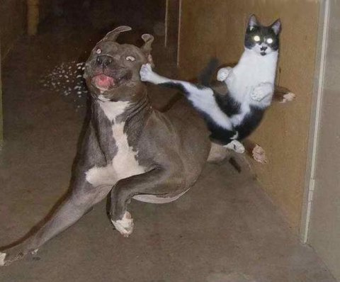 karate_katze.jpg