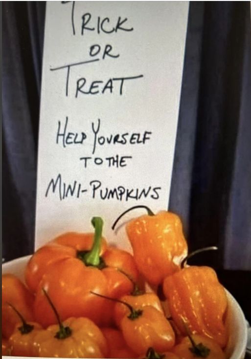 mini pumpkin.jpg