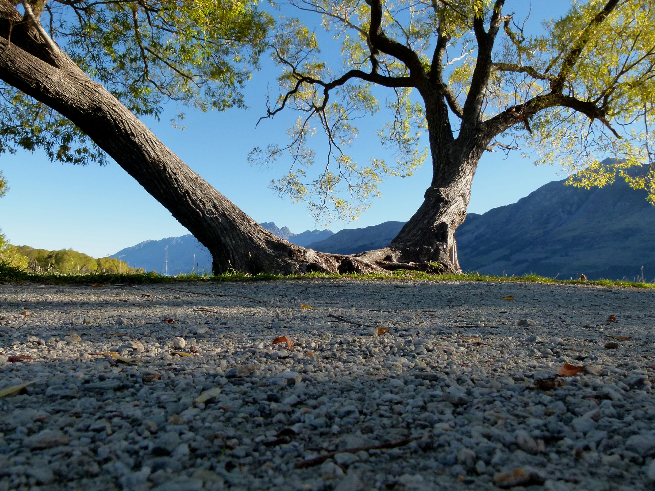 NZ_SI_2012_0897.JPG