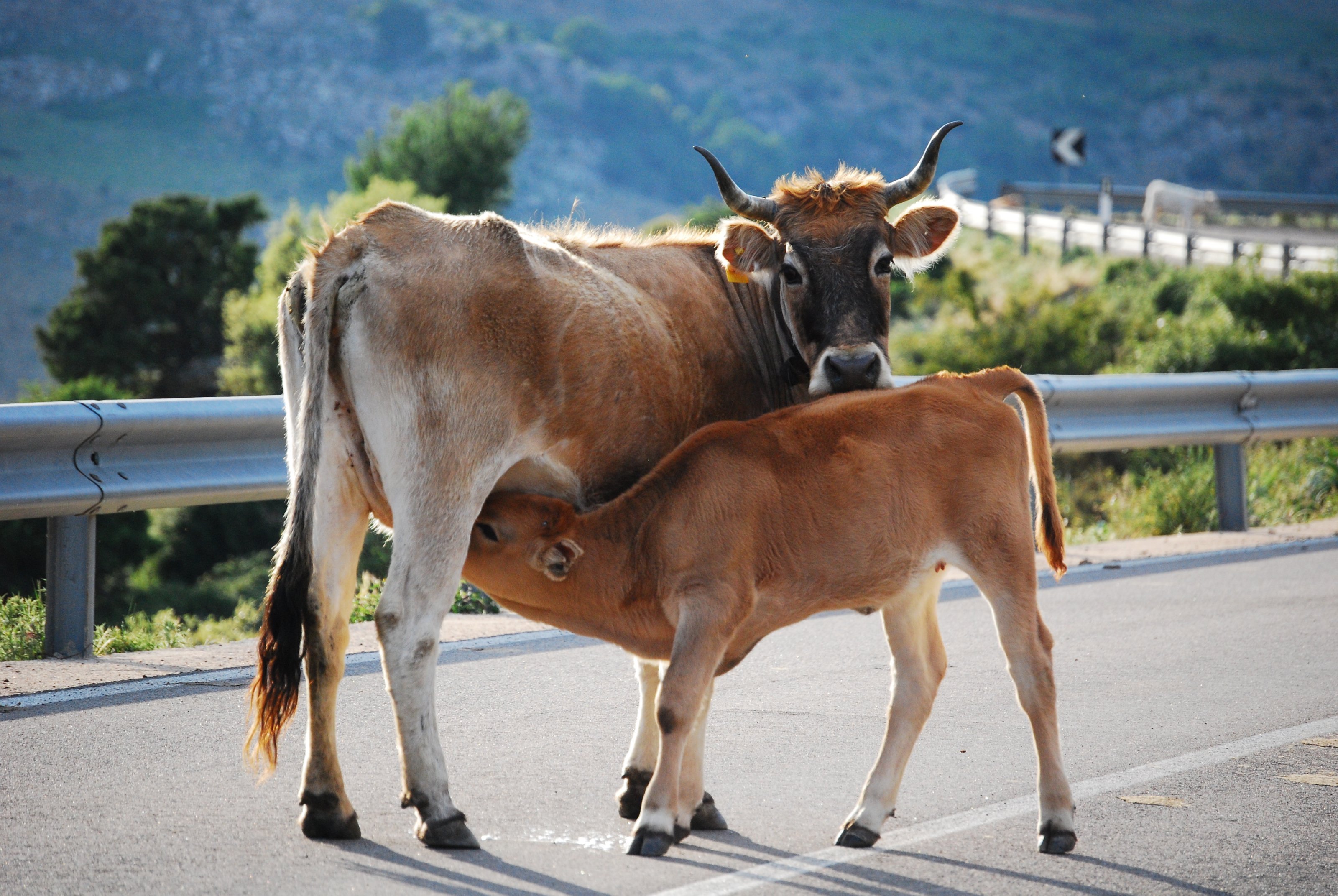 Sardinien_05-2009 199.JPG