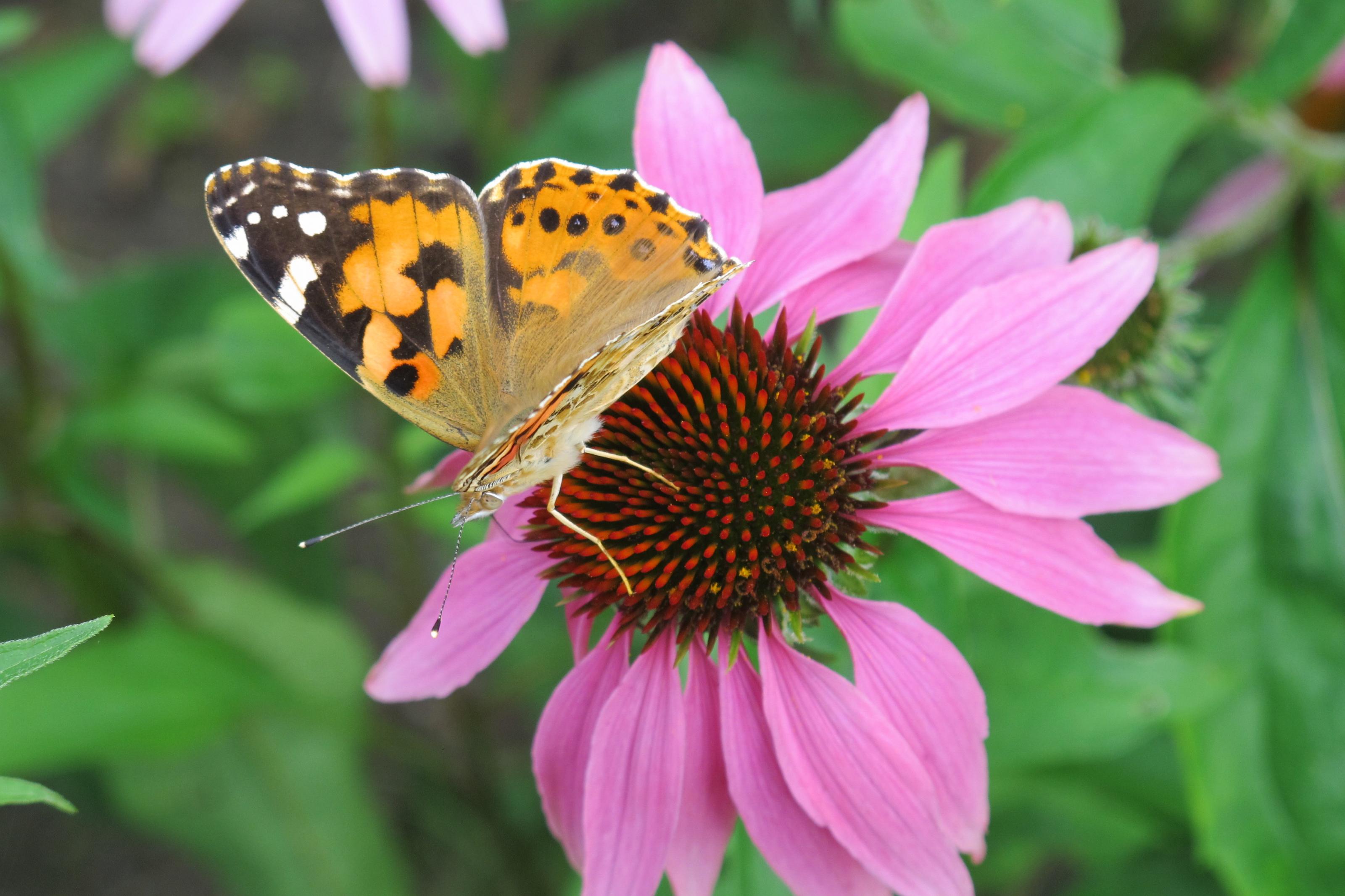 Schmetterling 015.jpg