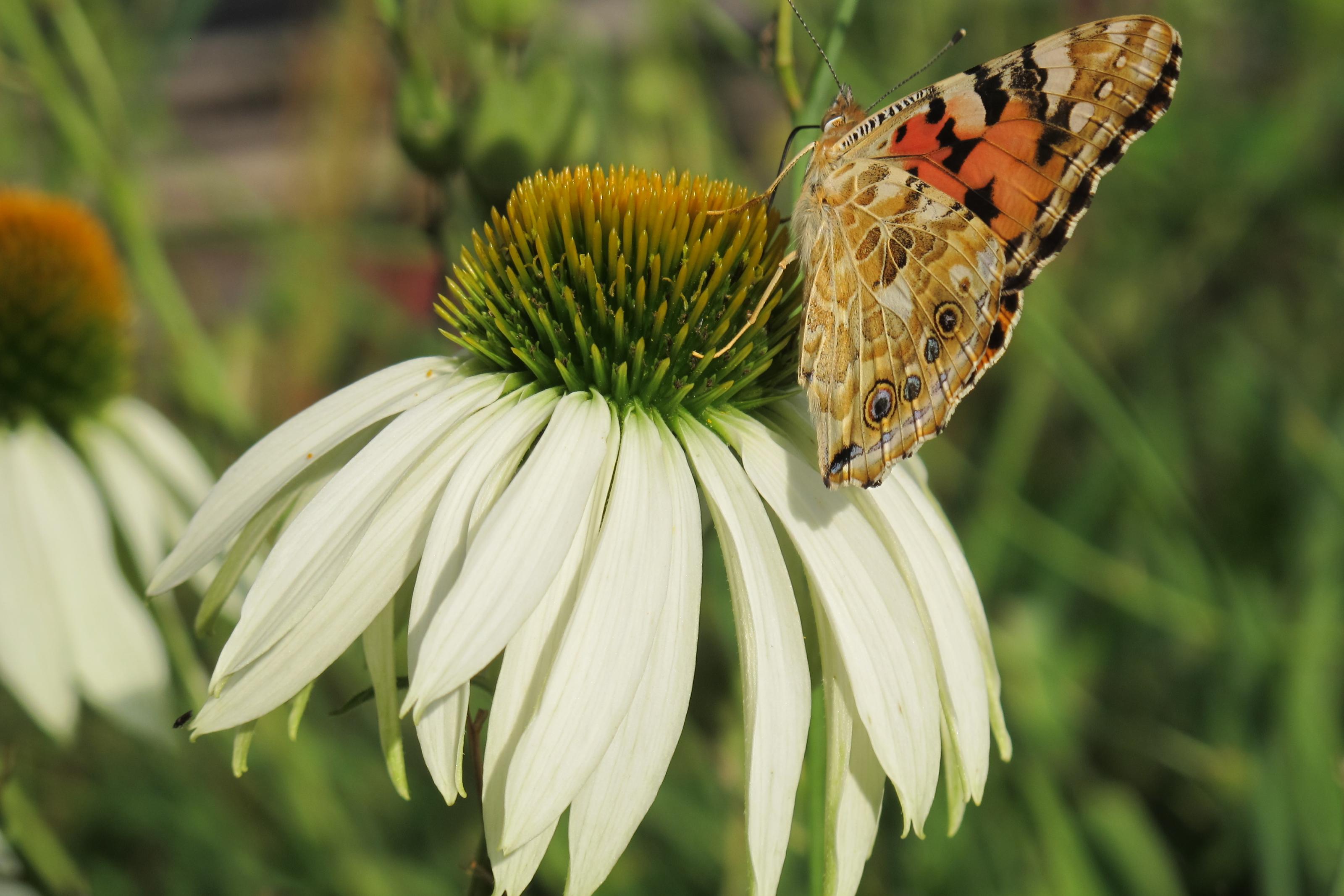 Schmetterling 026.jpg