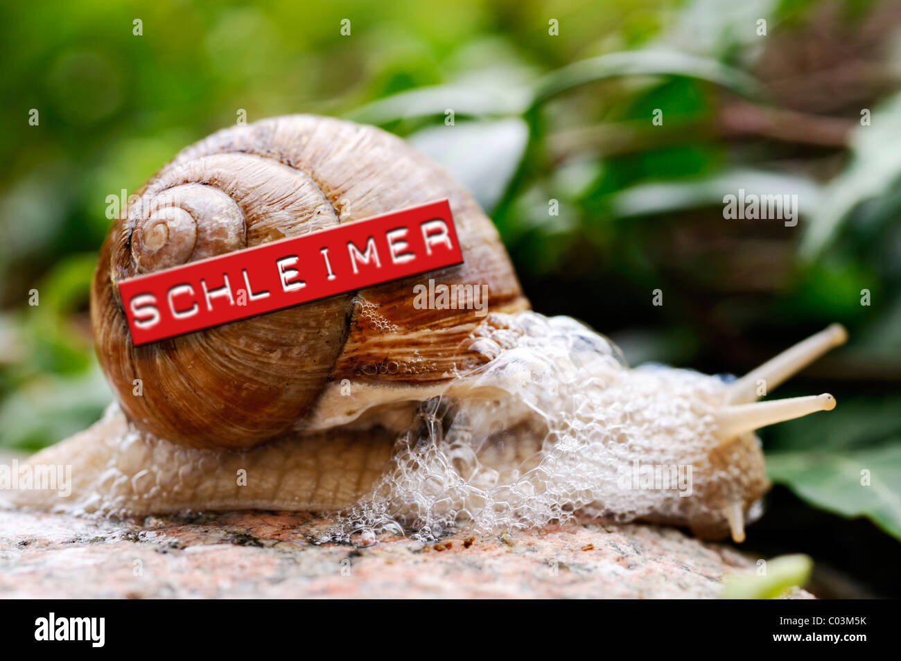 schnecke-mit-sekretion-von-schleim-und-markierten-schleimer-oder-stiefellecker-c03m5k.jpg