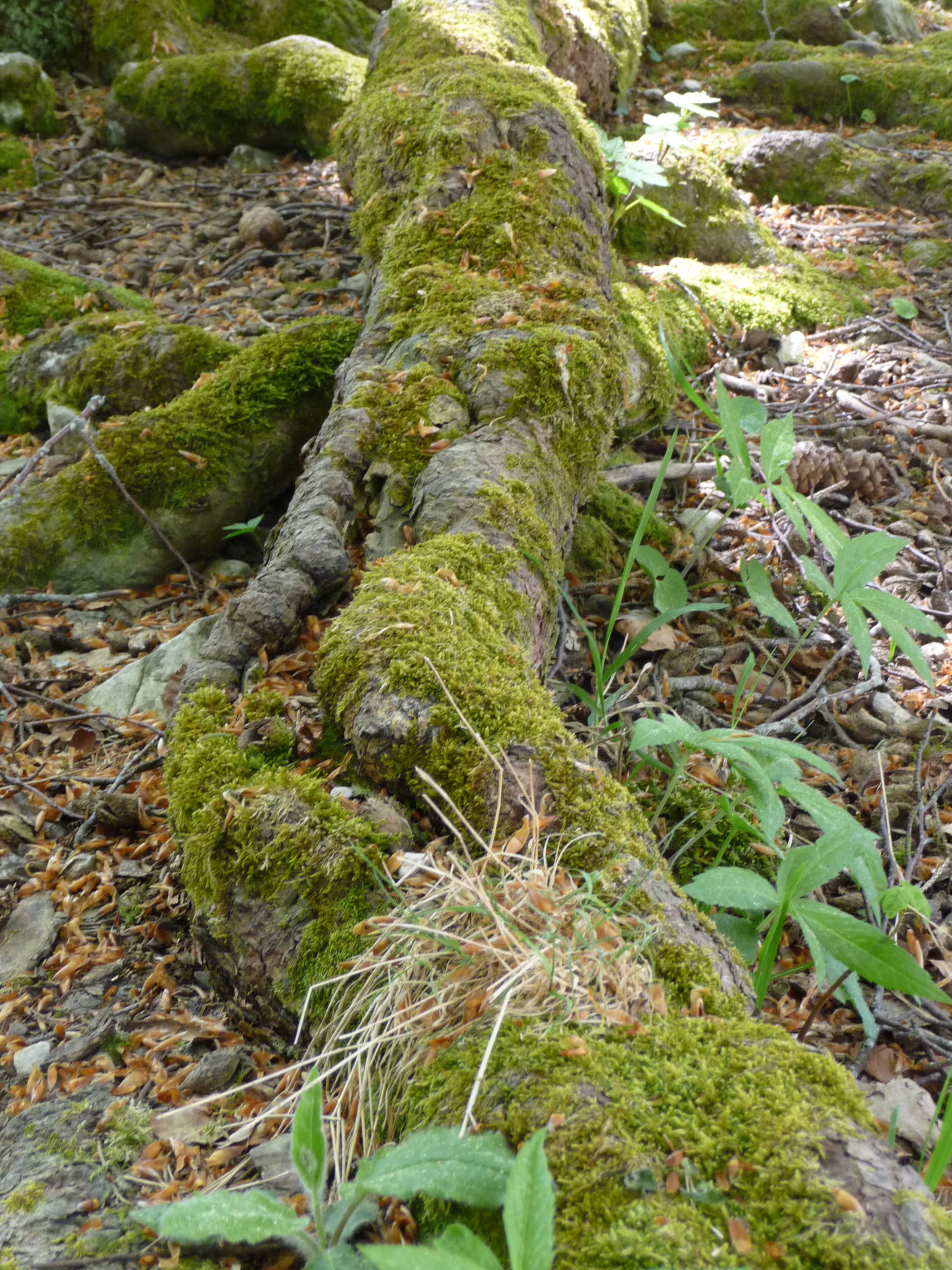 Wald.JPG