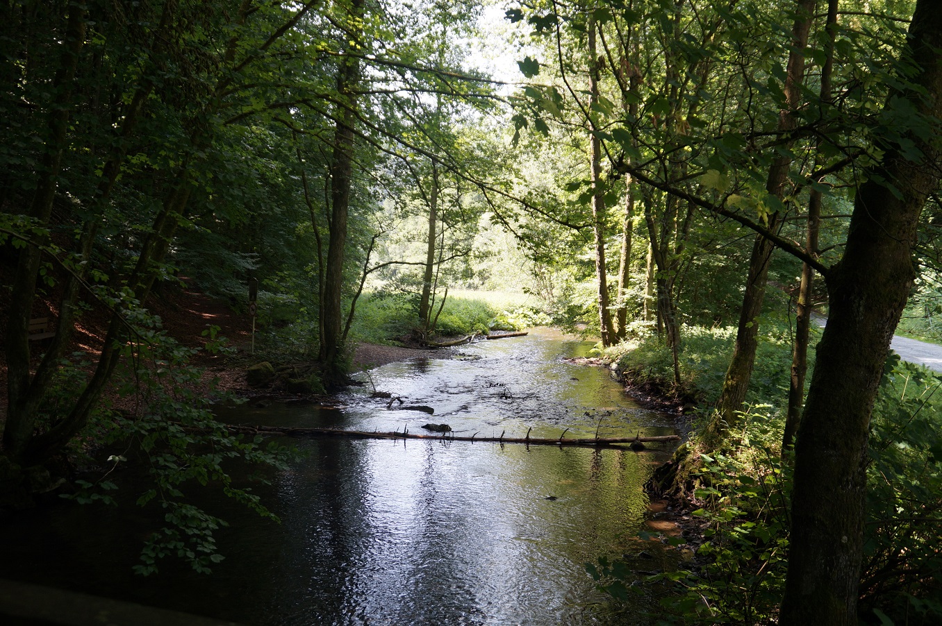 Wald1.jpg