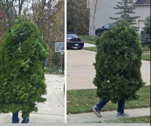 weihnachtsbaum.jpg