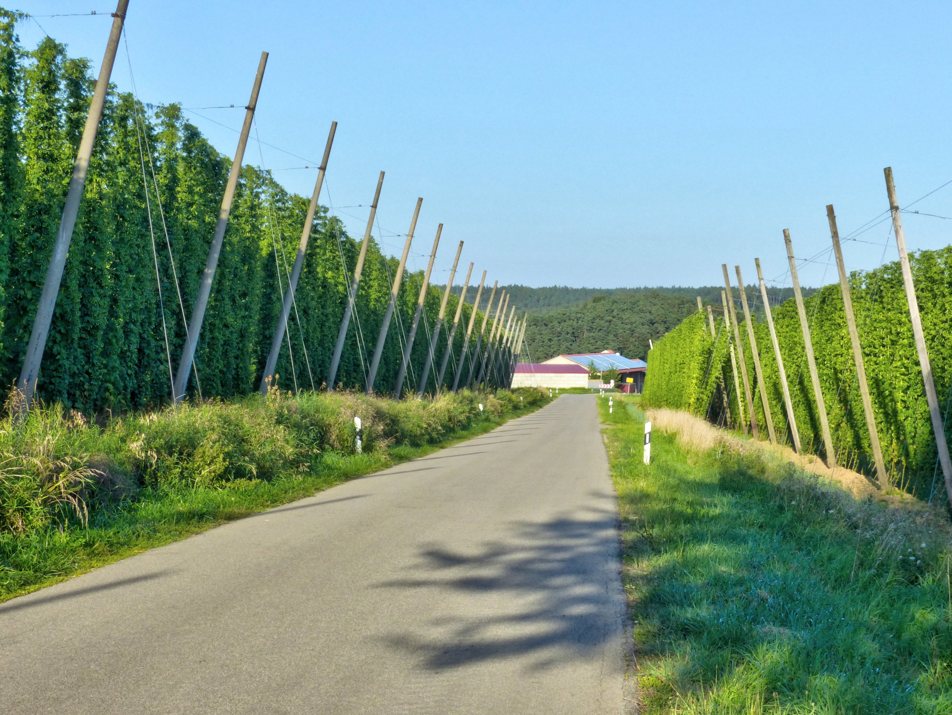 Weissbier.jpg