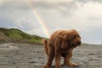 Dog Rainbow Fart.jpg