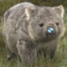 Wombat