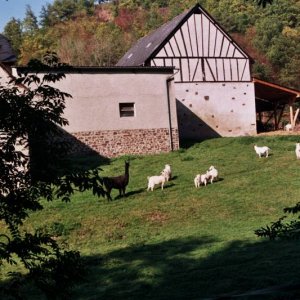 An der Mosel (Eifel)