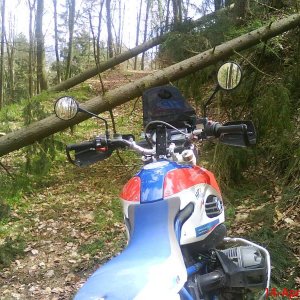 schon wieder baum auf dem weg