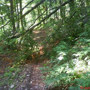 schon wieder baum im weg