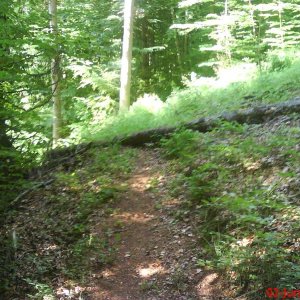 single trail und natrlich ein baum im weg