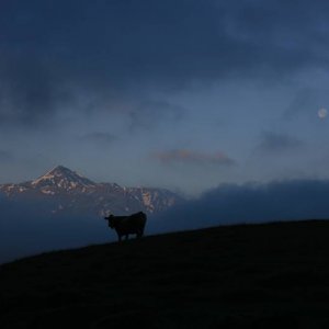 Kuh / Berg / Blasser Geselle / Sonnenaufgang