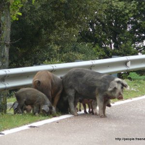 Sardinien 2008