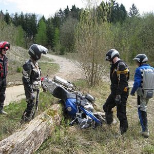 Kühe können doch fliegen