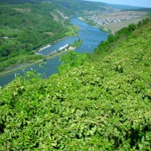 Mosel