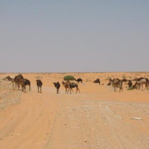 Auf dem Weg zum Ksar Ghillane