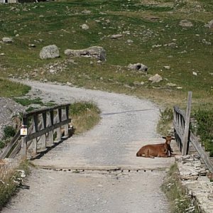 02   Parpaillon - lebende Hindernisse