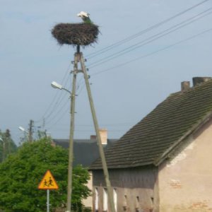 Landschaftstypisch, so viele Störche