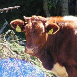 Irgendwo in Österreich