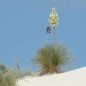 White Sands DSC00882