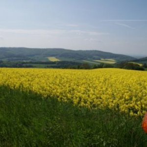 Zum Frühling gehören die Rapsfelder einfach dazu!