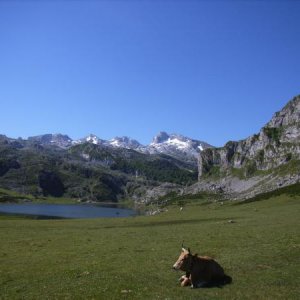 Picos de Europa