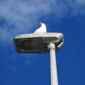 Tag 6 - Big "gull" is watching me!