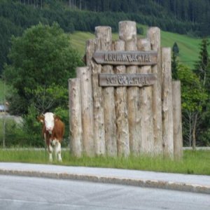 Freilaufende Kühe auf dem Weg zum Gerlospass