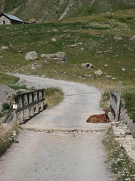 02   Parpaillon - lebende Hindernisse