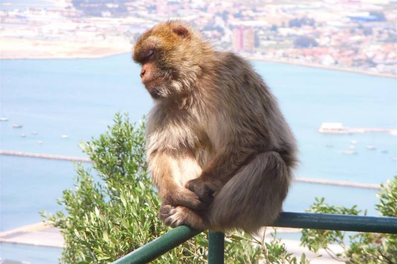 Affenberg Gibraltar