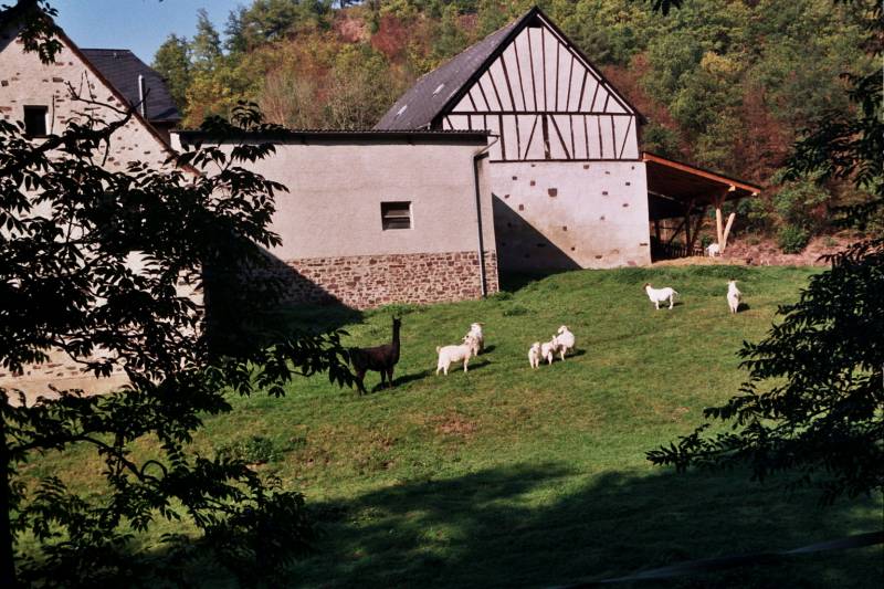 An der Mosel (Eifel)