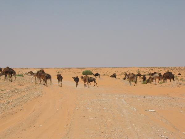 Auf dem Weg zum Ksar Ghillane