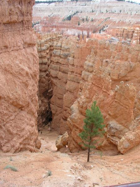 Bryce Canyon - 2400 - 2.760 Meter hoch