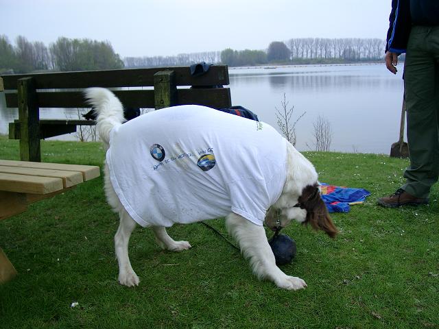 Der niederlndische Club-Hund