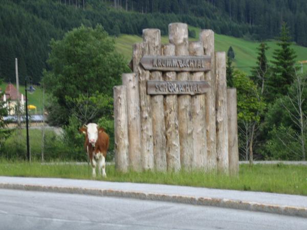 Freilaufende Kühe auf dem Weg zum Gerlospass